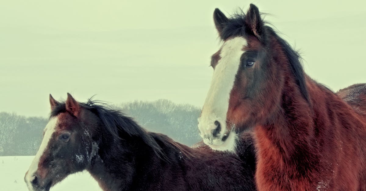 Free stock photo of animals, brown, horse