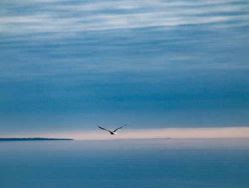 бесплатная Бесплатное стоковое фото с животное, летающий, море Стоковое фото