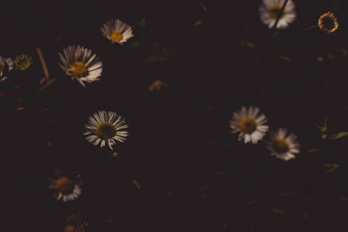 Field Of Common Daisy Flowers