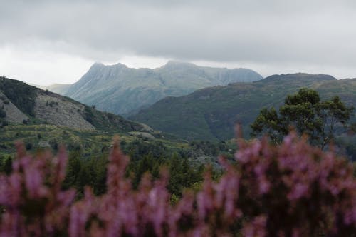 Cloudy Sky over Mountains and Trees