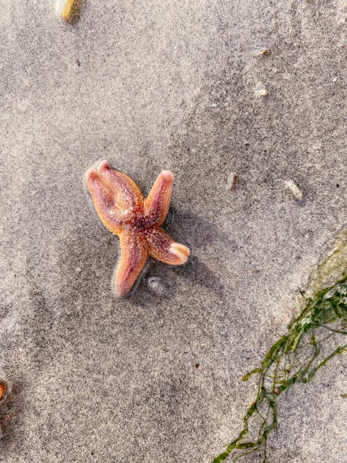 Základová fotografie zdarma na téma hvězdice, oceán, písek