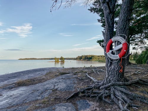 Free stock photo of beach, lake, trees