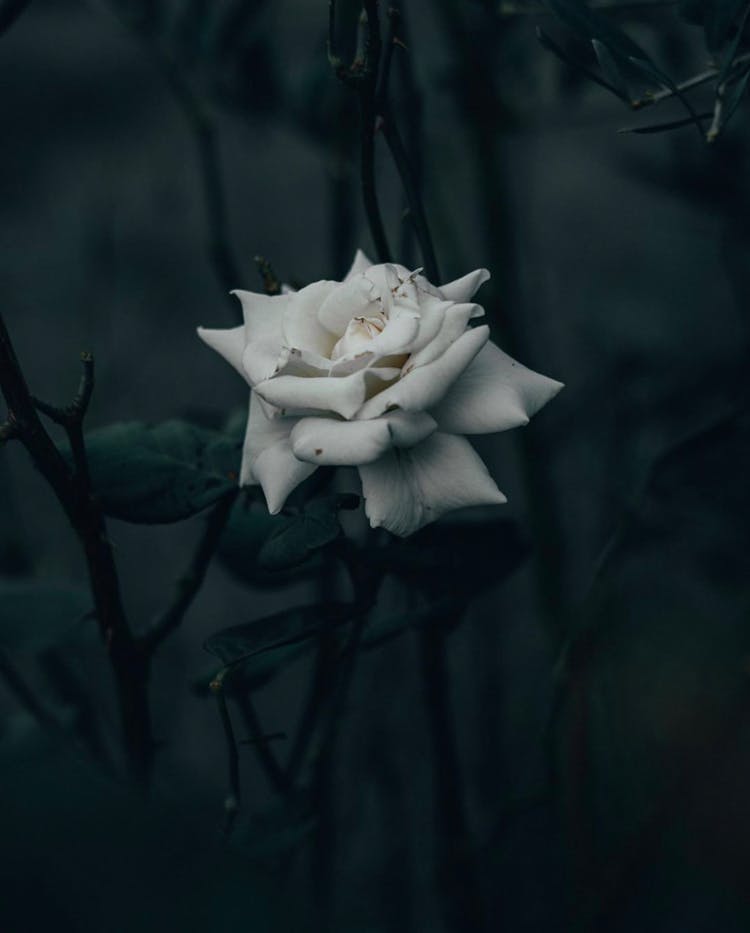 Rose Flower Growing In Garden At Night