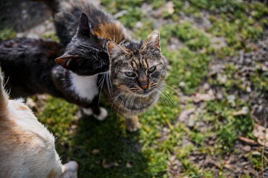 Two cats enjoying a sunny day in a grassy area, showcasing playful interactions.