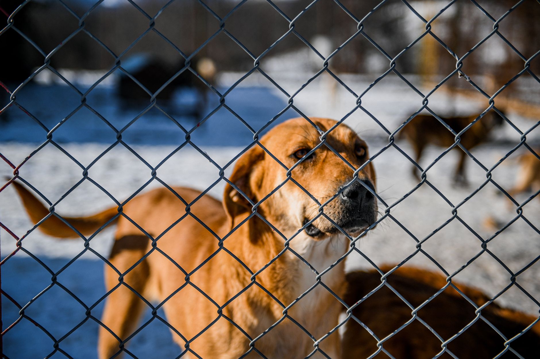 What Are The Signs Of Severe Canine Isolation Distress?