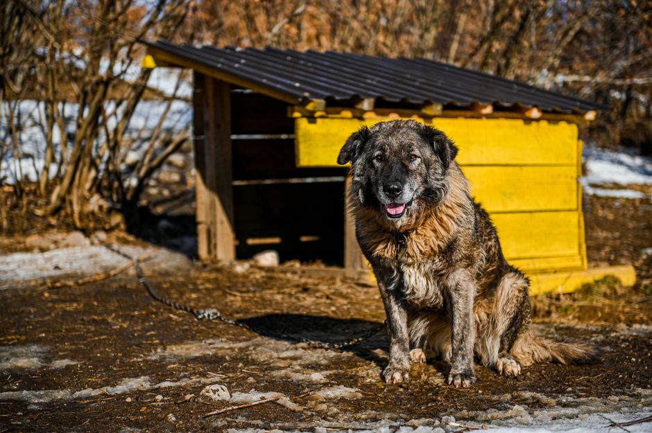 dog kennels spring