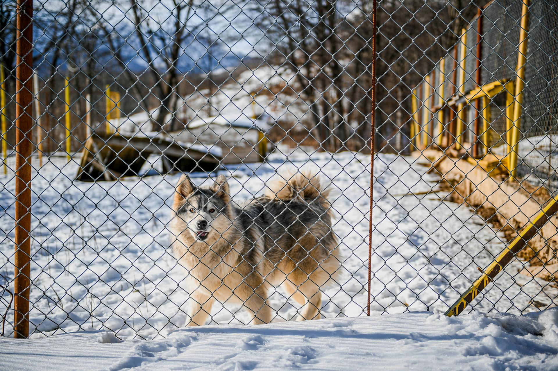 Un chien-loup derrière une clôture enchaînée