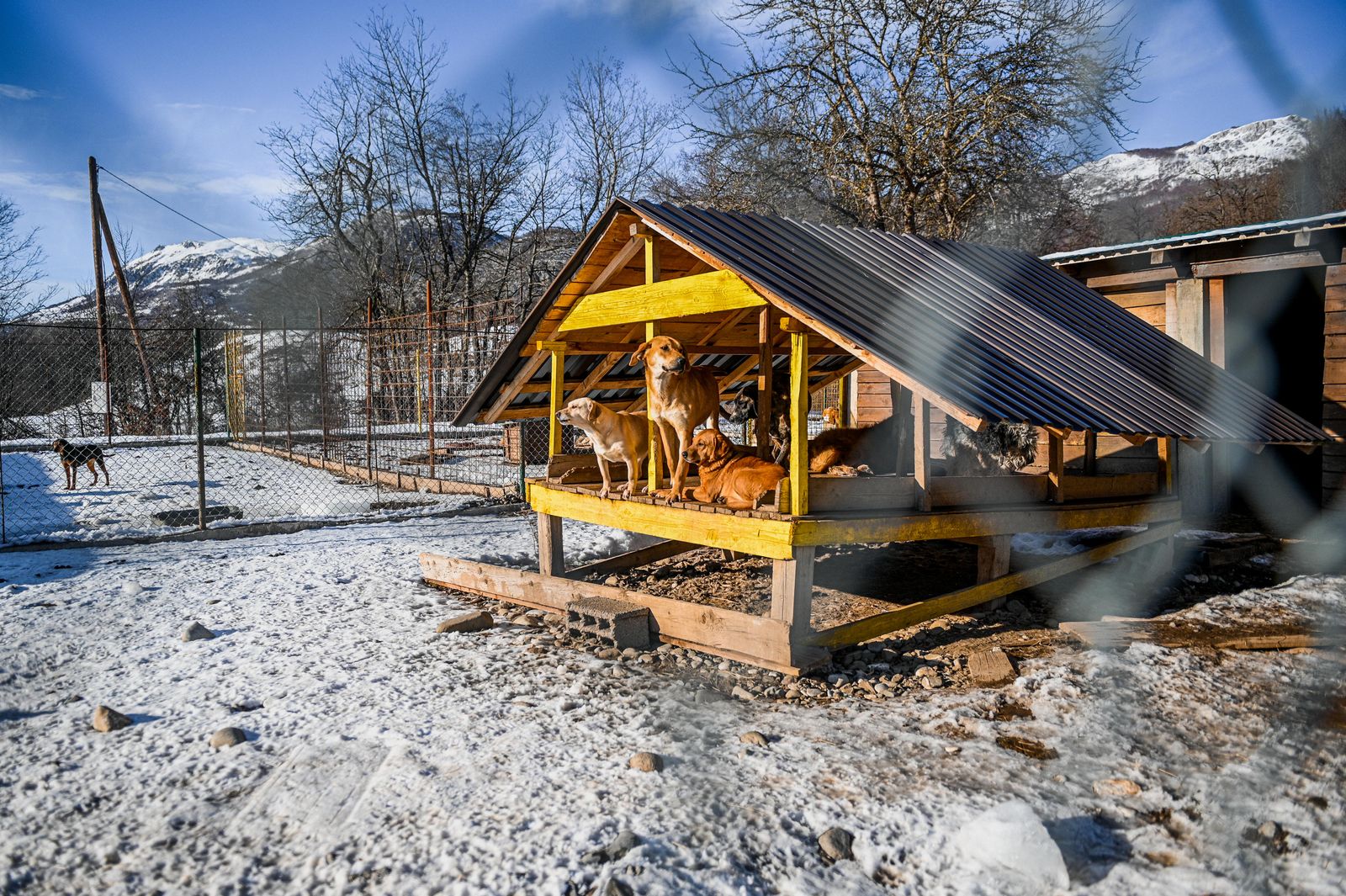 Dogs resting under a wooden shelter on a cold day