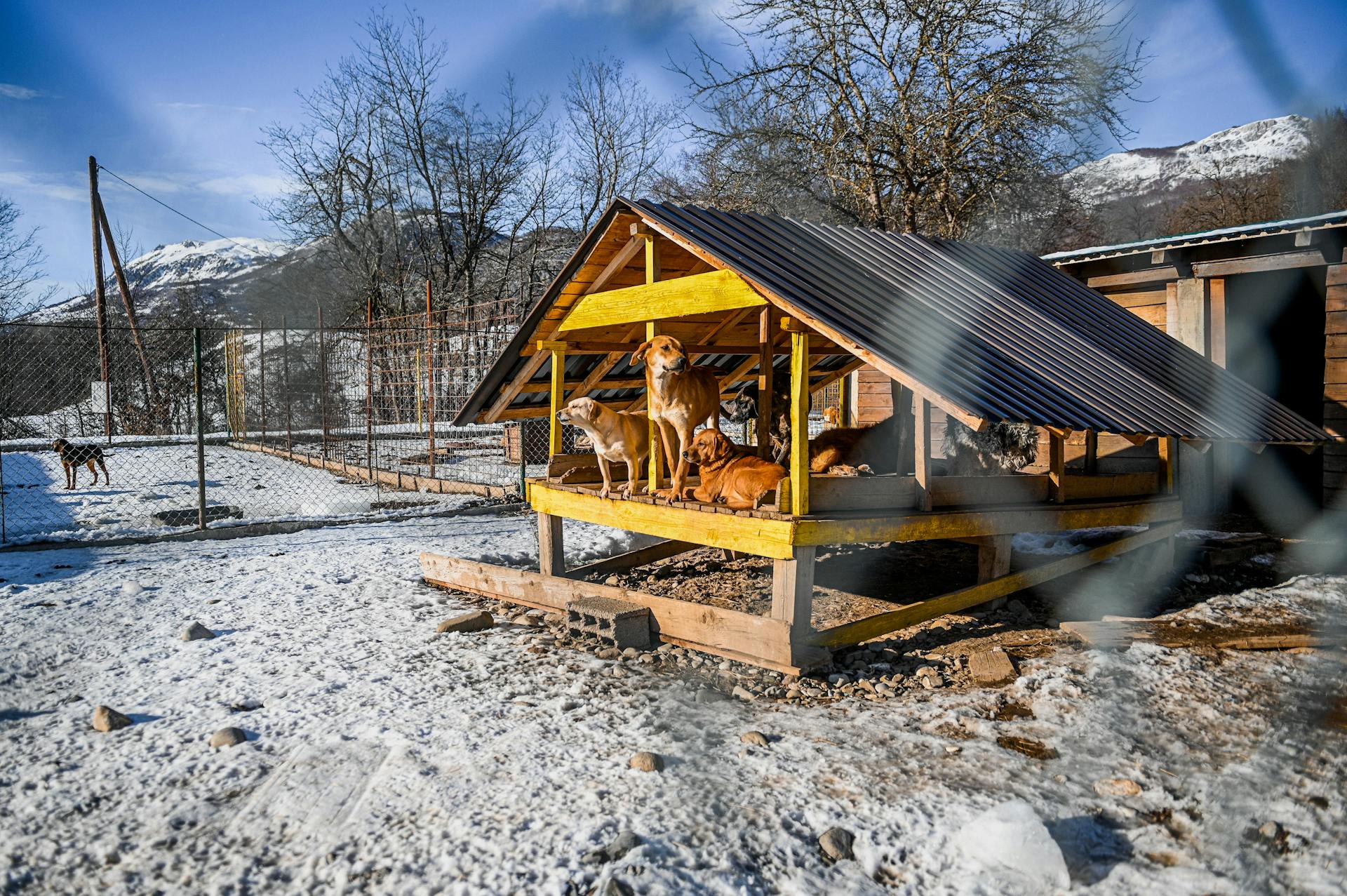 Dogs Hiding under Wooden Shed