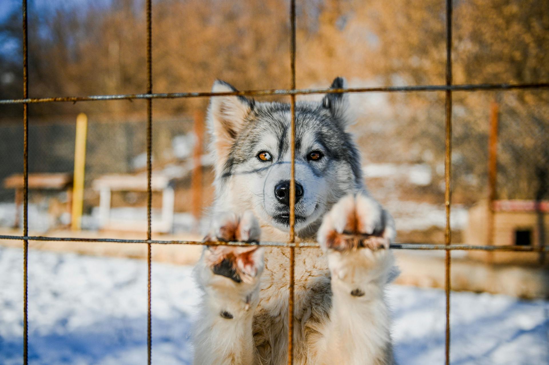 Close up of Dog behind Net