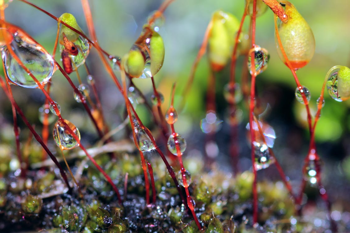 Free stock photo of dew, dewdrop, dewdrops Stock Photo
