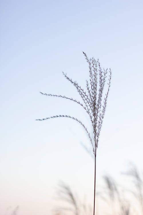 Close-up Photo of a Grass