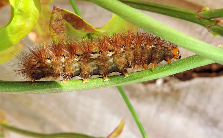 Orange Caterpillar