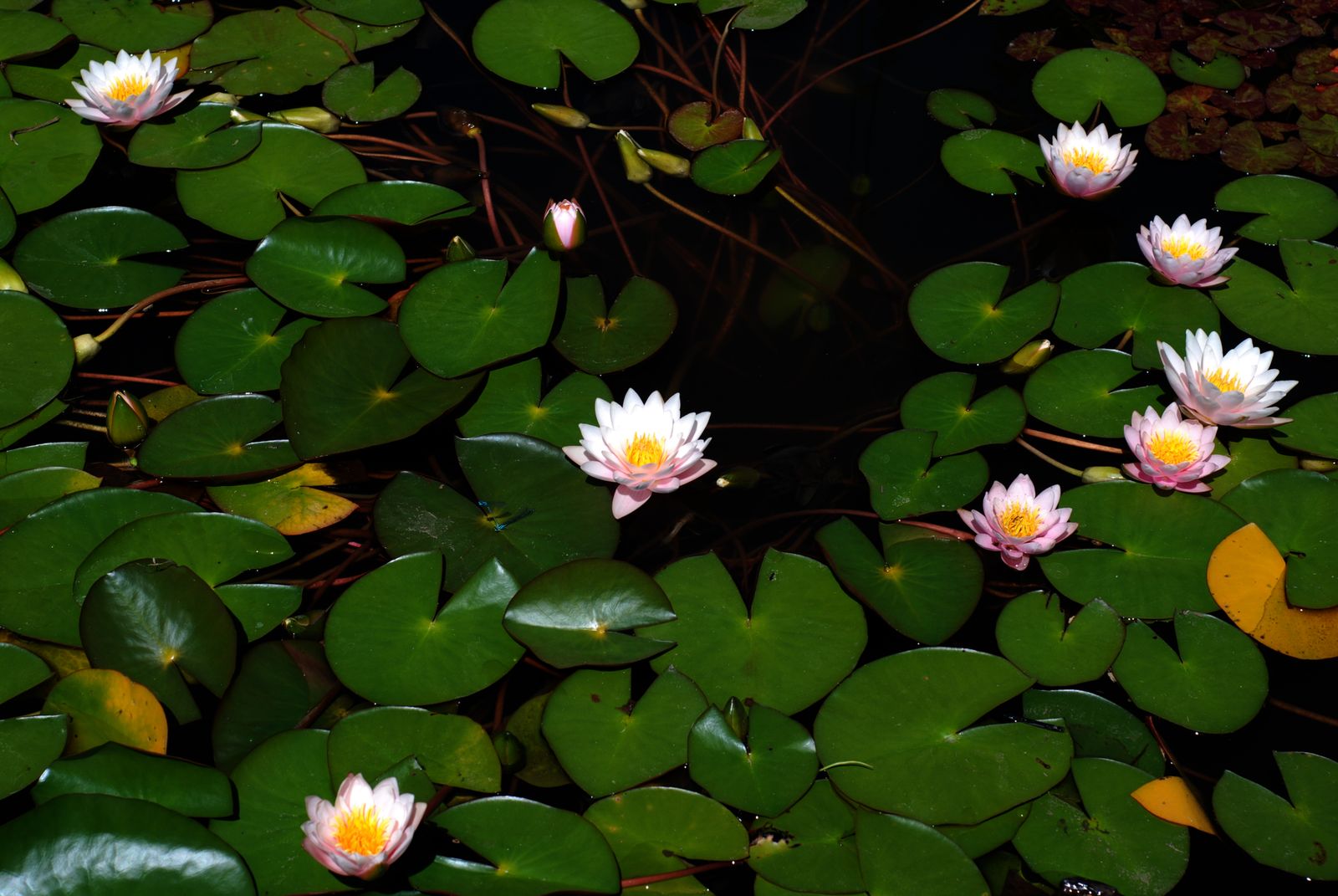 Water lilies on a dark pond, photo by Olga Kovalski on Pexels