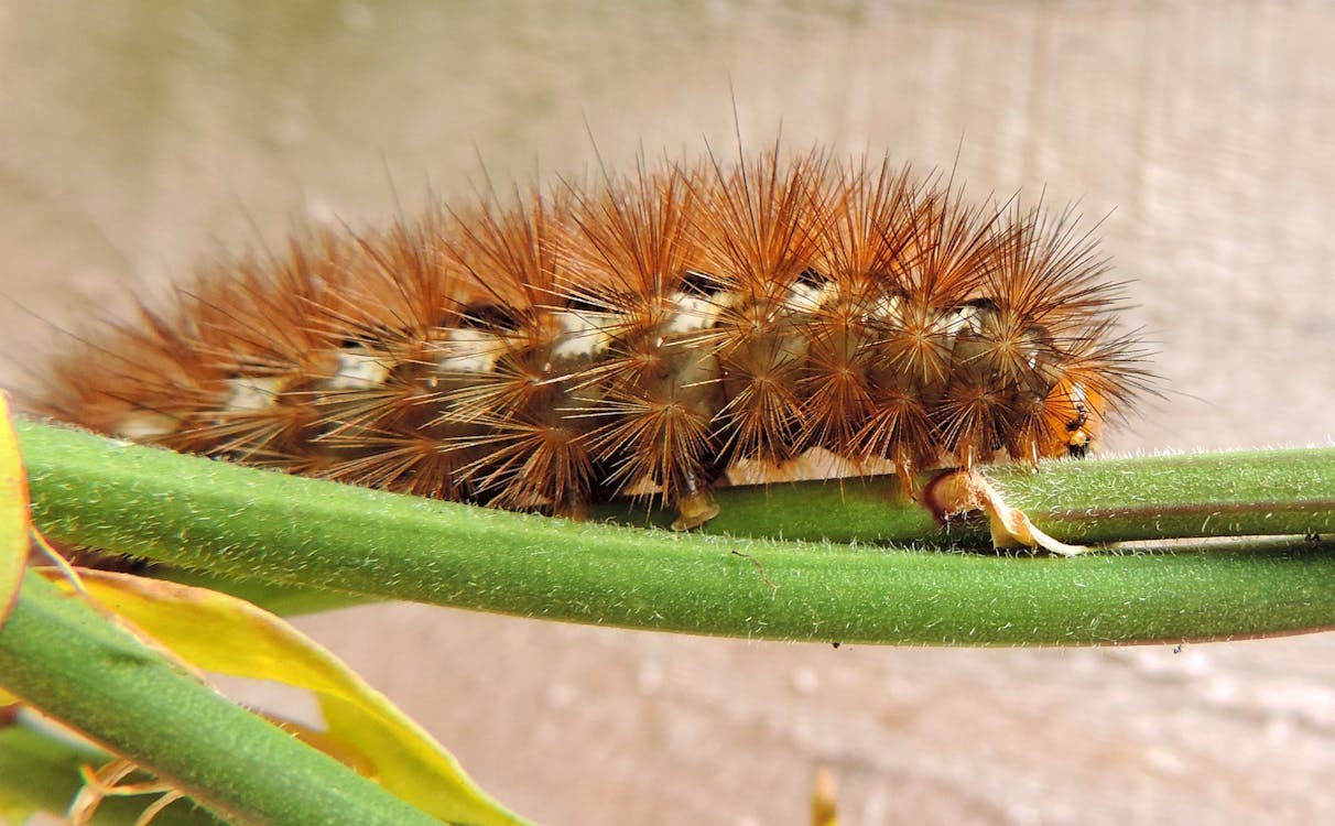 Free Brown Caterpillar on Plant Stem Stock Photo