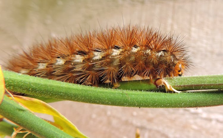 Brown Caterpillar On Plant Stem