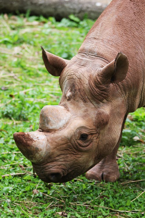 Коричневый носорог