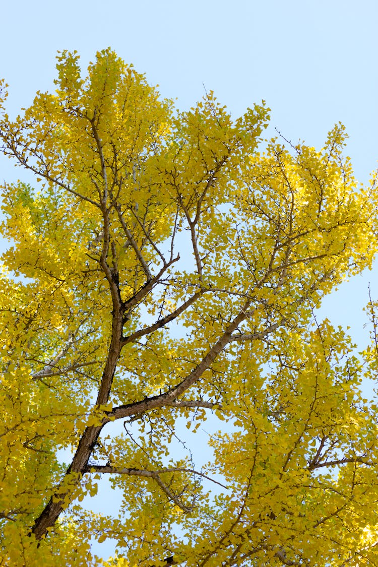 A Gingko Tree With Yellow Leaves