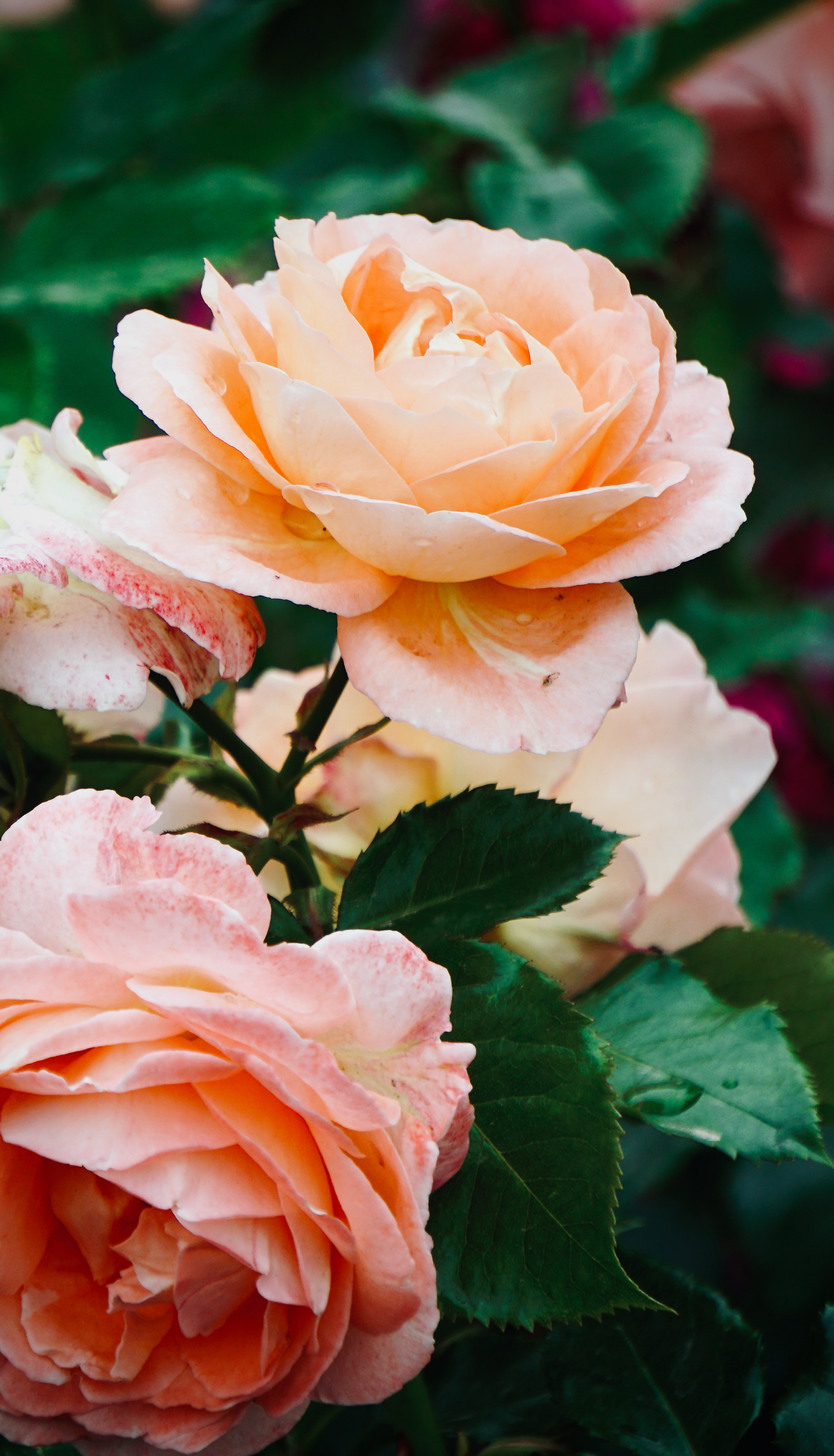 Close-Up Shot of Garden Roses · Free Stock Photo
