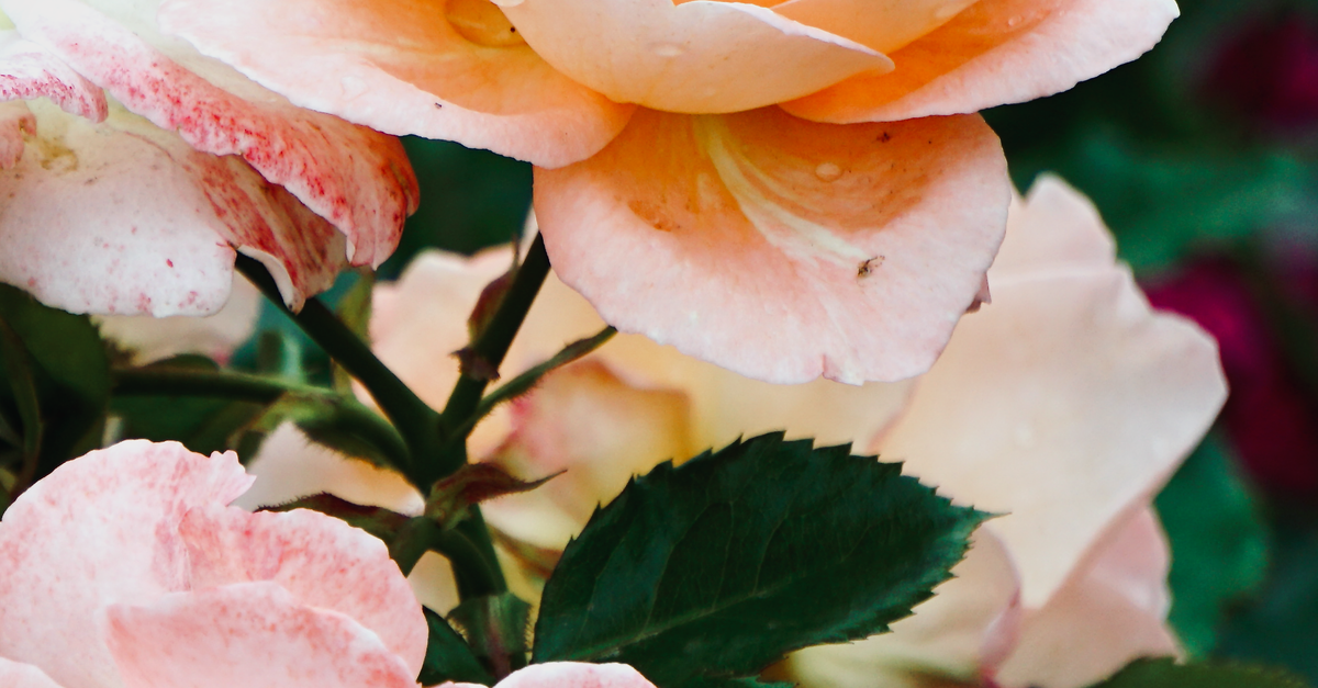 Gen Roses Close-Up Shot of Garden Roses · Free Stock Photo