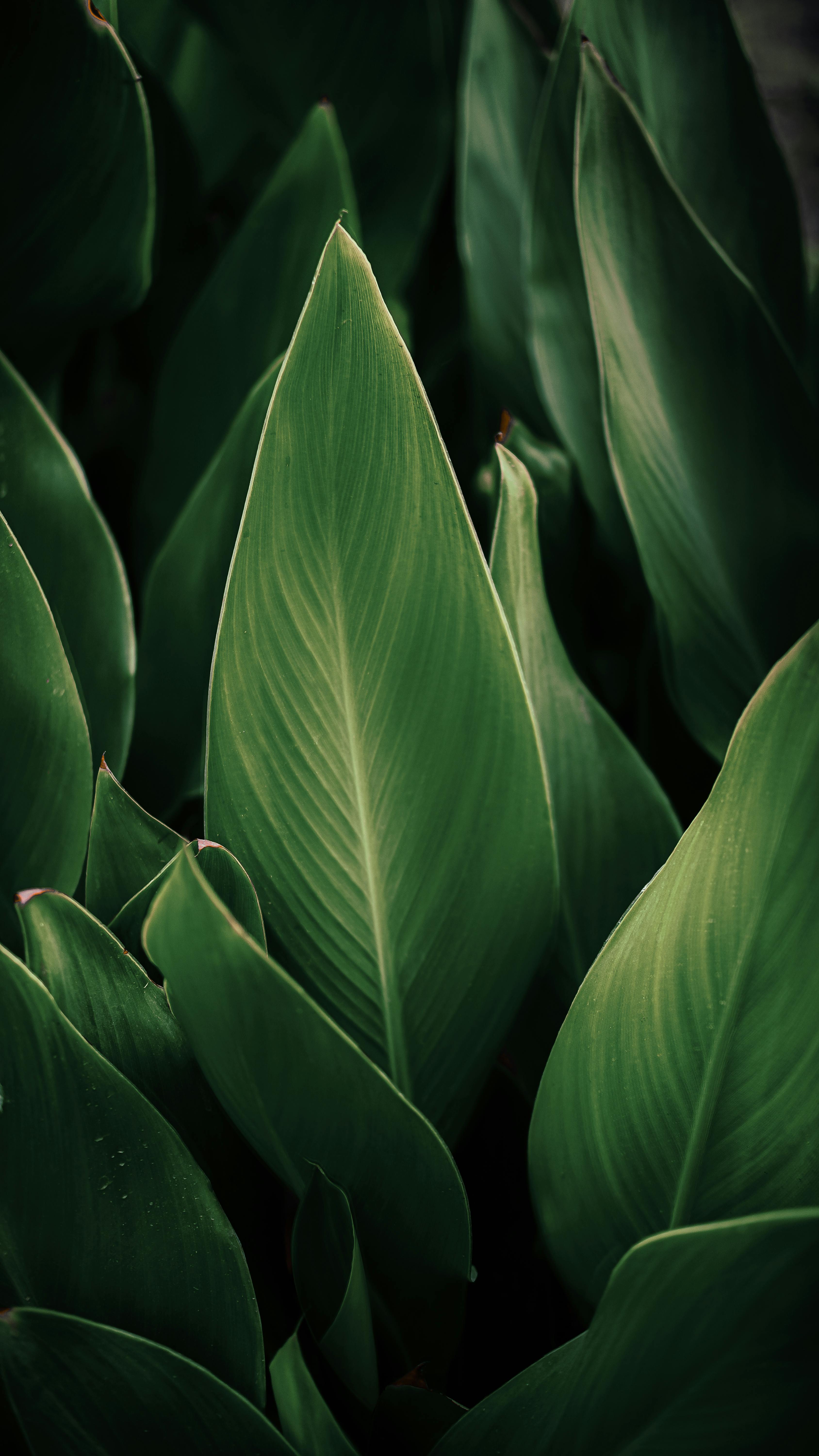 Detailed close-up of vibrant green leaves showcasing natural beauty and freshness.
