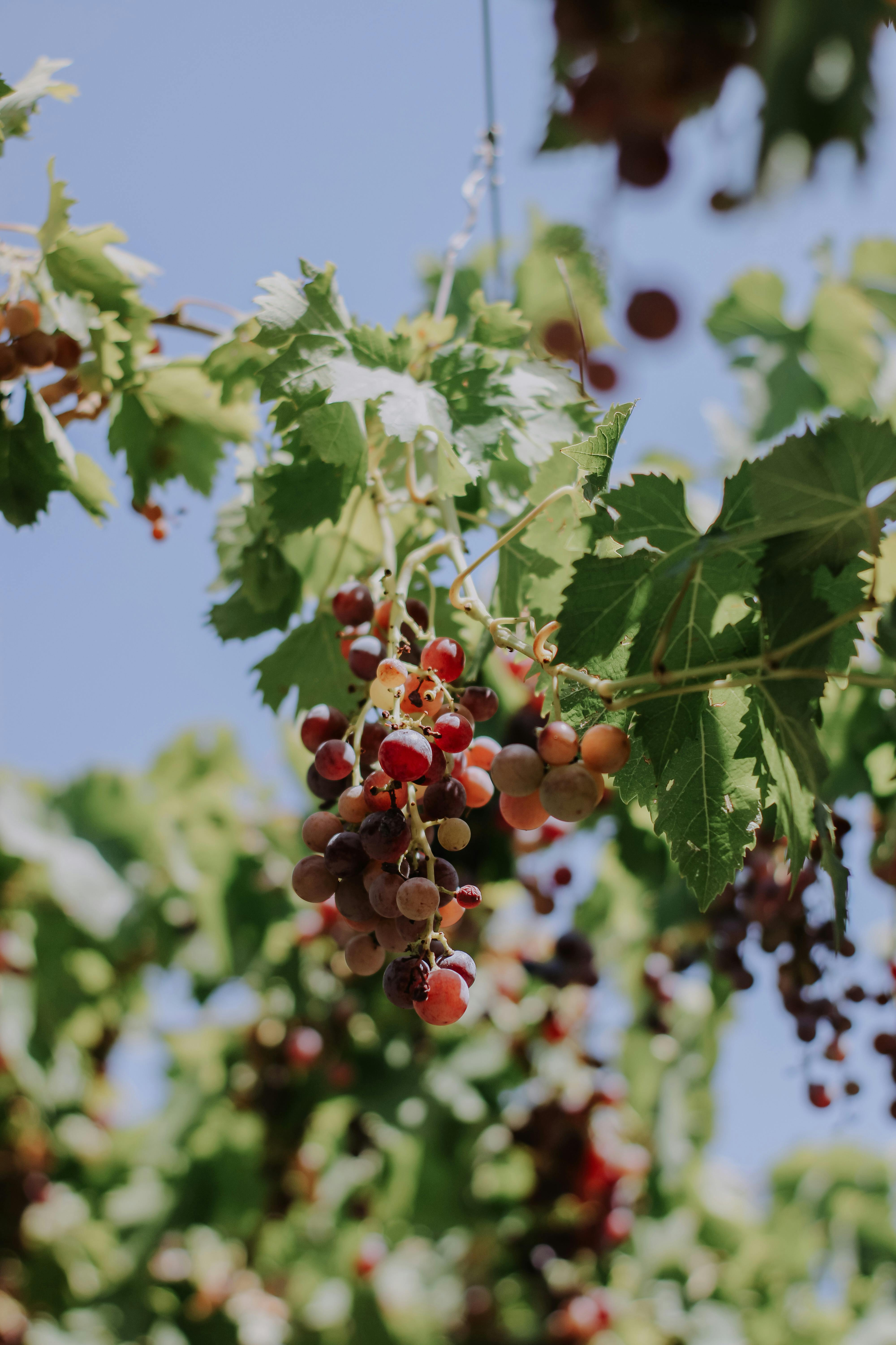 Clusters of ripe grapes hanging in a sunlit vineyard, showcasing nature's bounty.