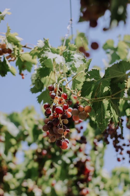 Grapes Hanging on a Stem