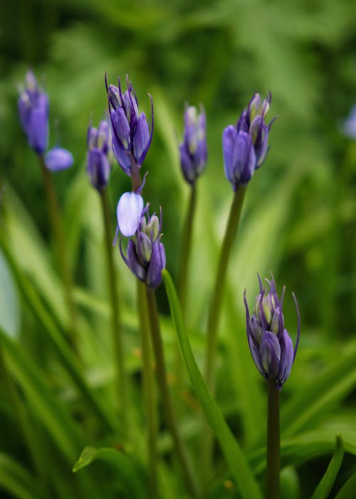 クロッカス, バックグラウンド, 咲くの無料の写真素材