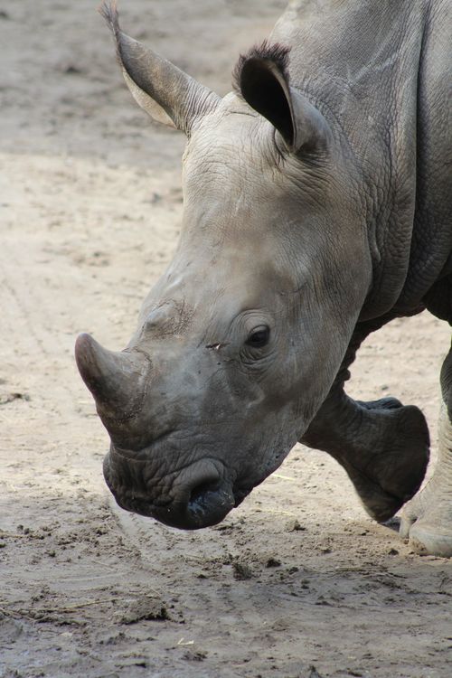 Free A detailed view of a rhinoceros walking on sandy terrain, showcasing its natural beauty. Stock Photo