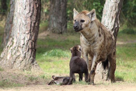 Spotted Hyena and its Cub Standing Beside a Carcass