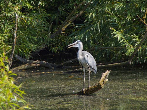 Blue Heron Perched on Log on Body of Water