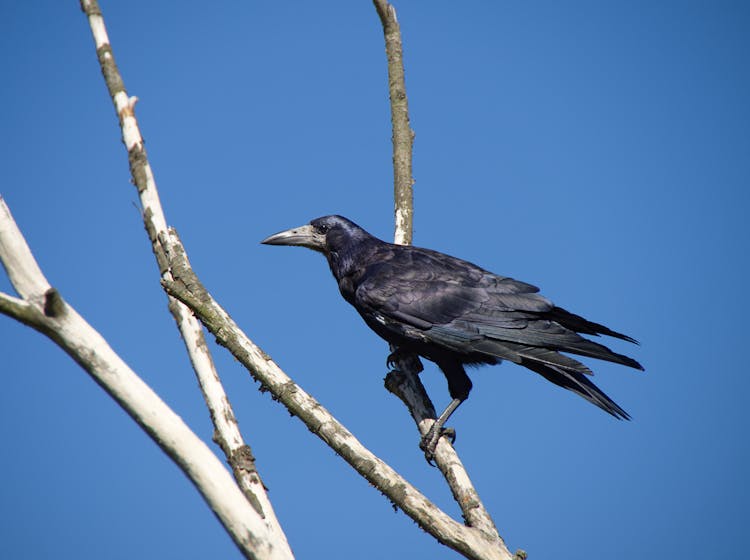 A Rook On A Tree Branch