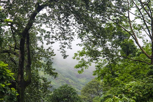 Бесплатное стоковое фото с ветви, гора, деревья