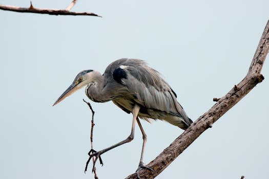 Close-up of a heron perched on a branch, showcasing its elegance in Tárnok, Hungary.