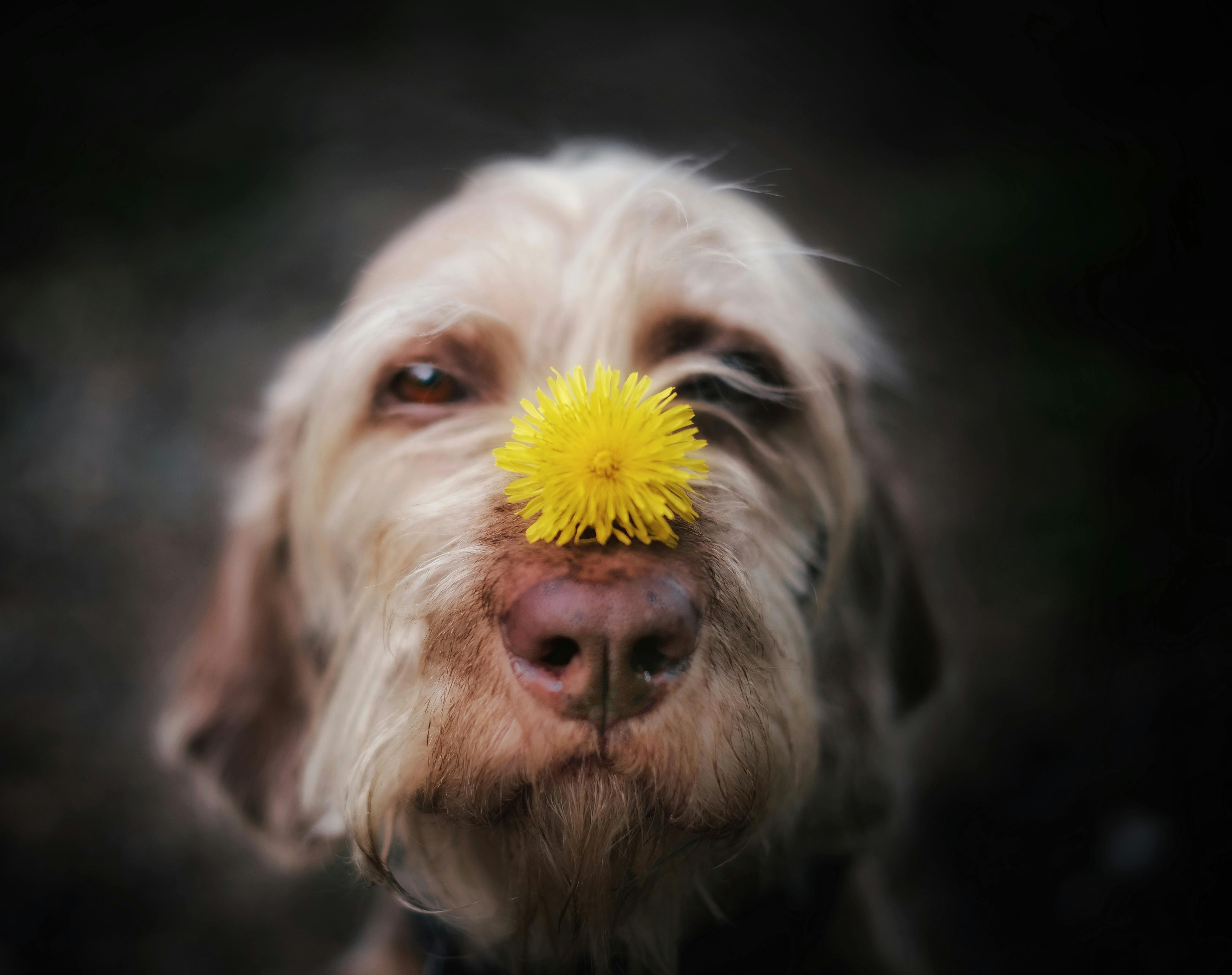 Spring season pet safety tips — Photo by Andreas Schnabl on Pexels