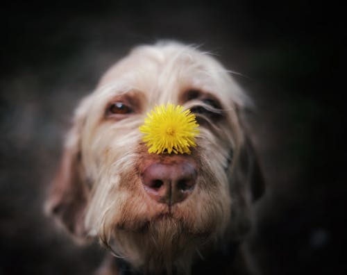 Immagine gratuita di adorabile, animale, animale domestico