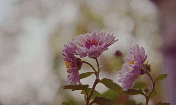 在一个宁静的花园里，精致的粉红色菊花盛开着