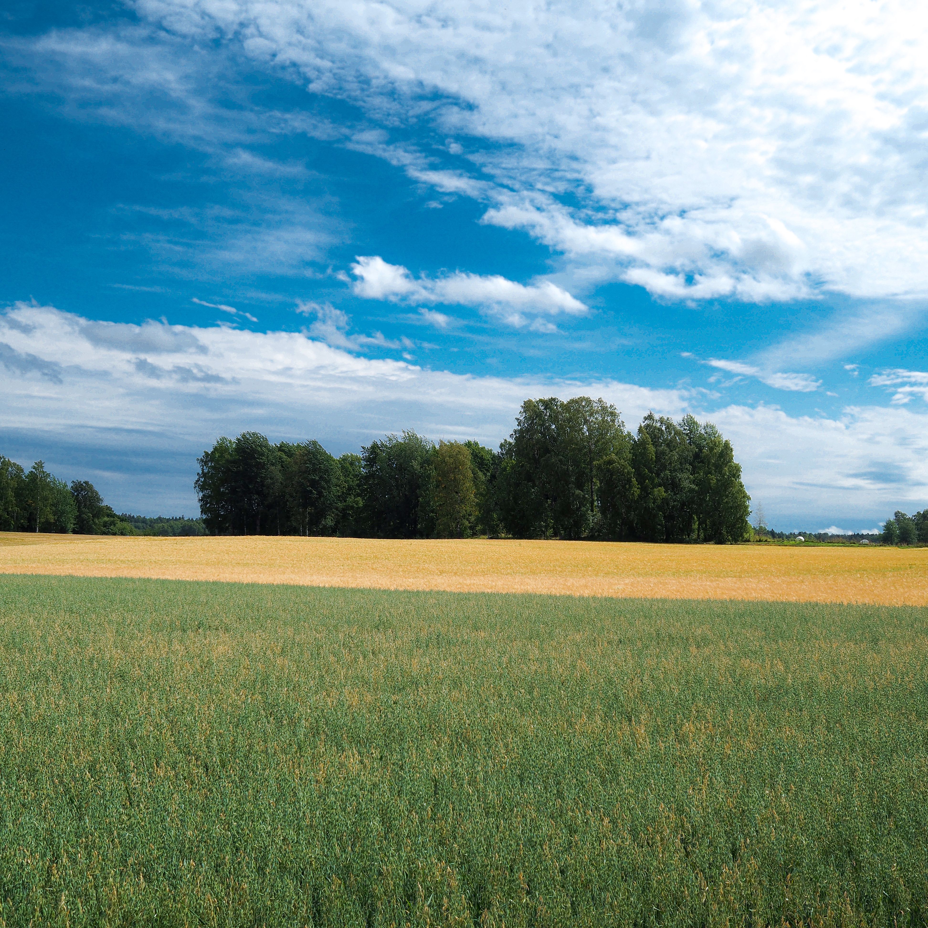 Finnish Agriculture to Consolidate into Fewer, Larger Farms by 2035 Amid Cost Crisis
