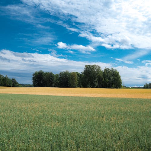 Kostnadsfri bild av blå himmel, grönt fält, landsbygden
