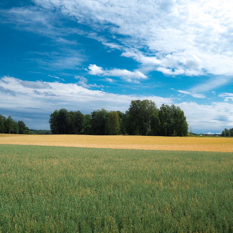 A Green Field Under a Blue Sky · Free Stock Photo