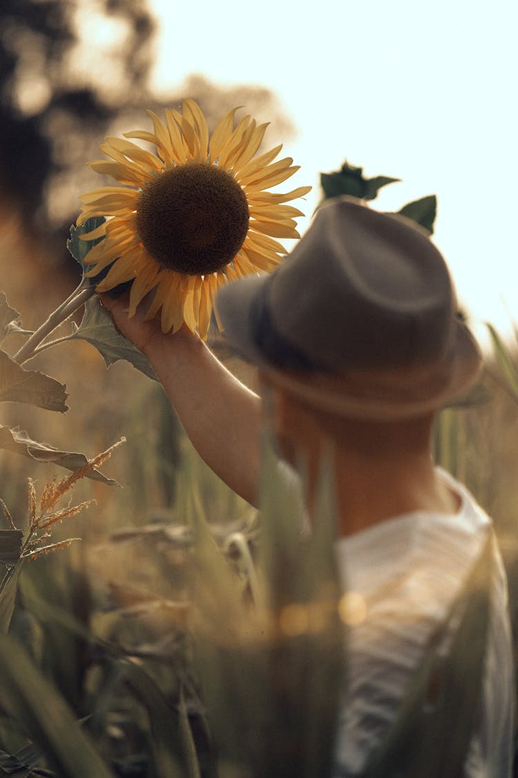 Man In Sunflower Field