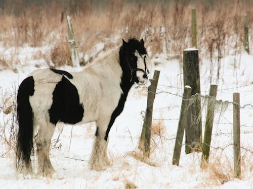Free White and Black Horse Standing Near Fence Stock Photo