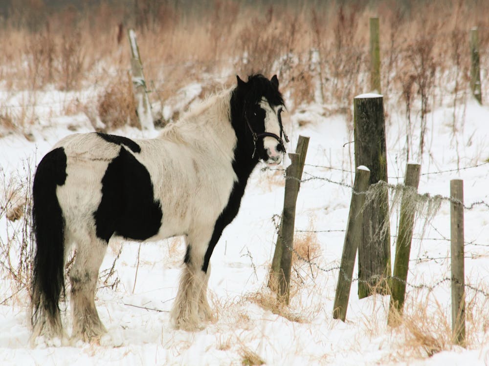 白色和黑色的馬站在柵欄附近