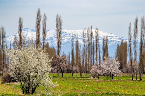 ağaçlar, çalılar, çim içeren Ücretsiz stok fotoğraf