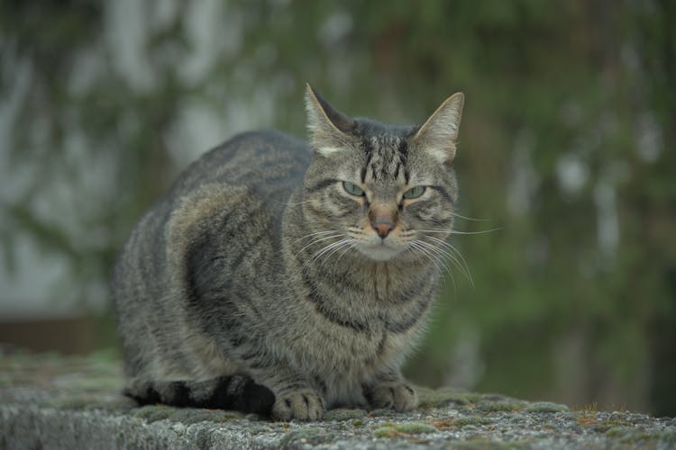 A Gray Cat On The Concrete Surface