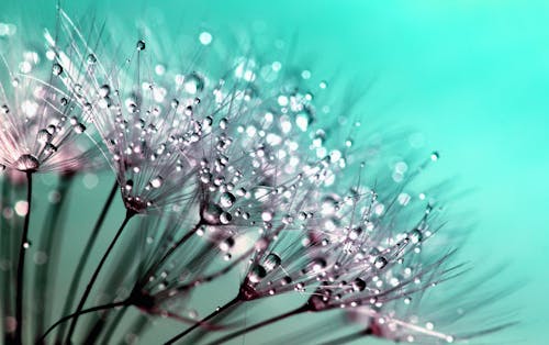 Free Petaled Flowers With Dew Drops on Close Up Photography Stock Photo