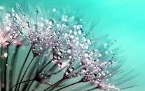 在宏观拍摄中，精致的蒲公英种子覆盖着露珠