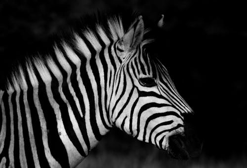 Grayscale Photo of a Zebra 