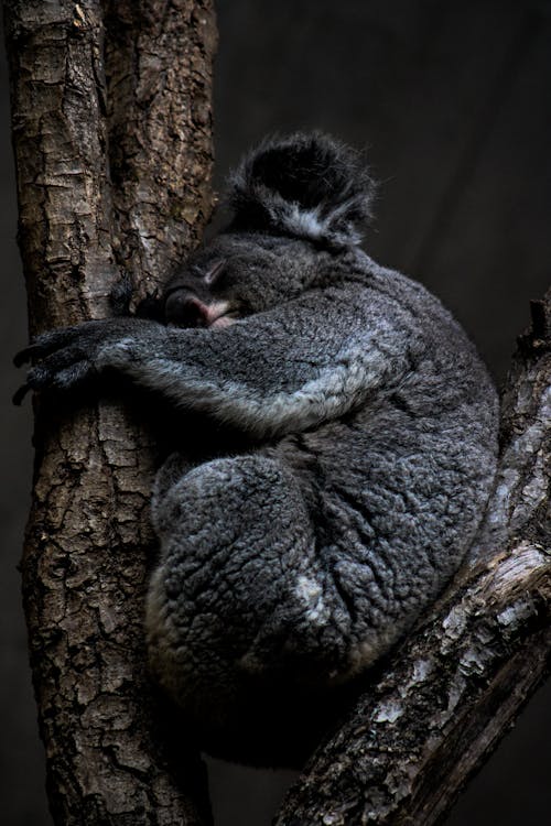 Koala Bear Sleeping on a Tree Branch