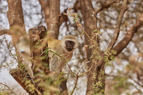 Monkey on a Tree